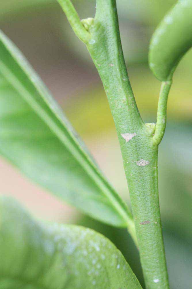            First year twig (Riverside, CA)   